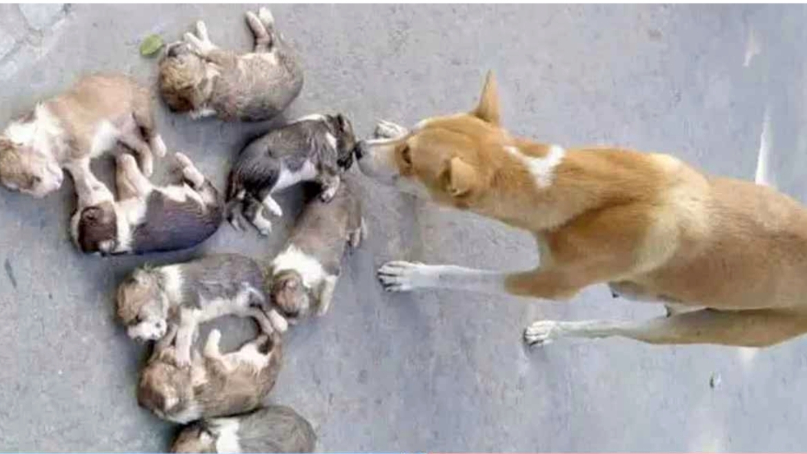 ৮ কুকুর ছানা হত্যা, শোকে মা কুকুর অসুস্থ